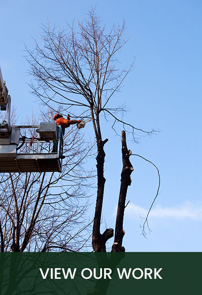 galway bay tree care at work